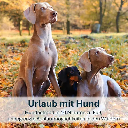 Zinnowitz, Paradies-moeskenweg 公寓 *